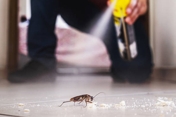 Best Pest Removal Services  in Perry, IA